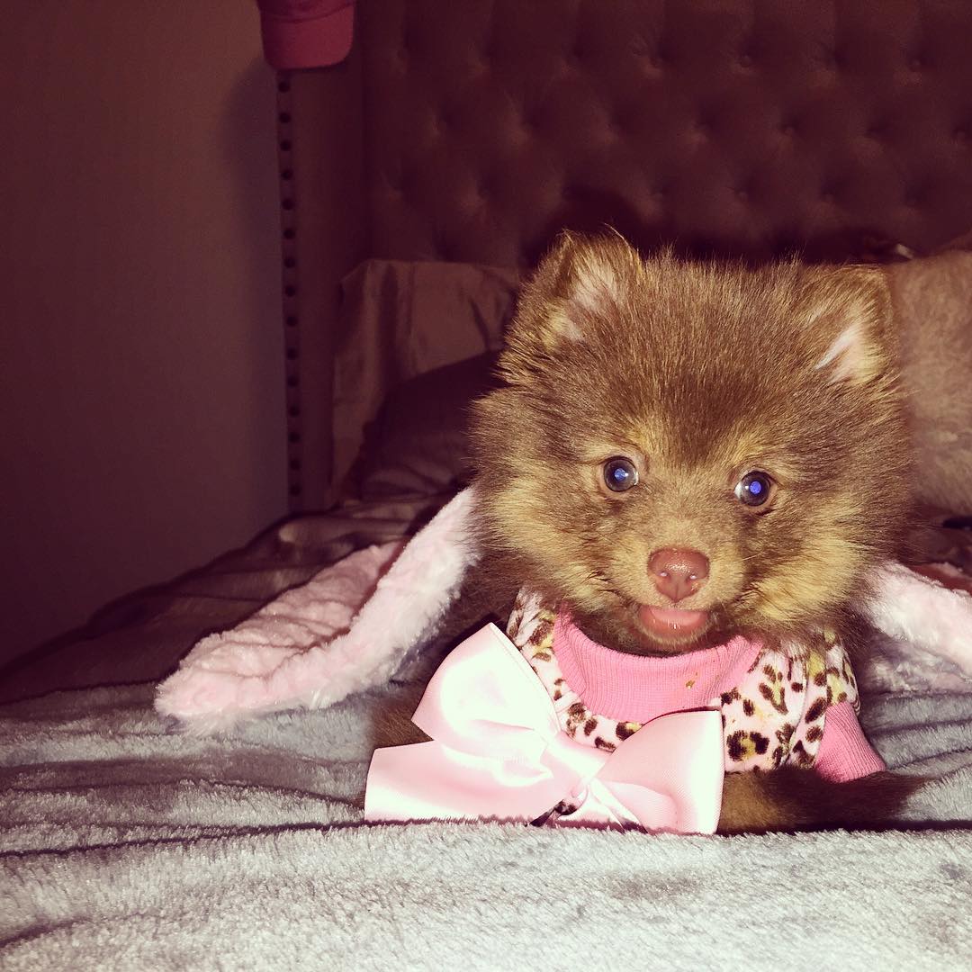 I have the cutest dog ever💕